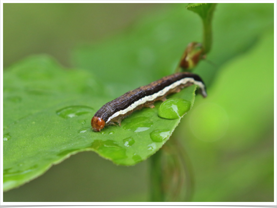 Egira alternans
Alternate Woodling
Dekalb County, Alabama